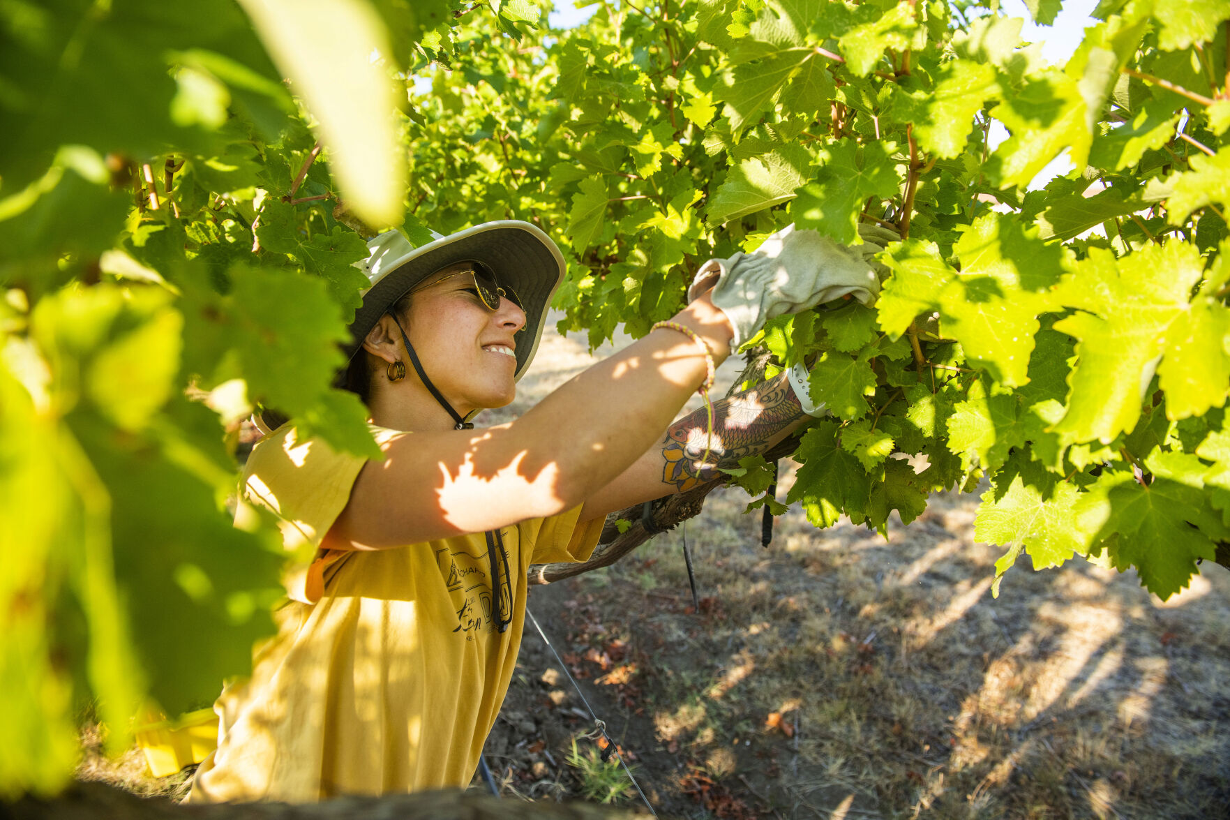 WWCC Grape Harvest